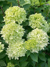 products/SotoProductShootLowQ-2754.jpg